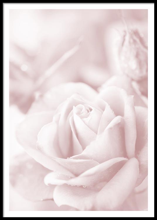 Pink Rose No2 Poster