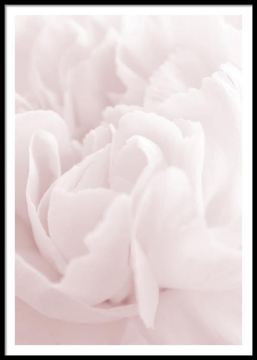 Rose n°3 Affiche