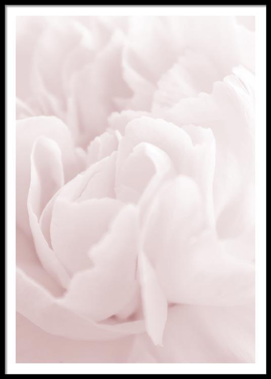 Pink Rose No3 Poster