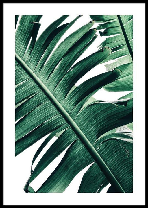 Banana Leaves No.1 Poster