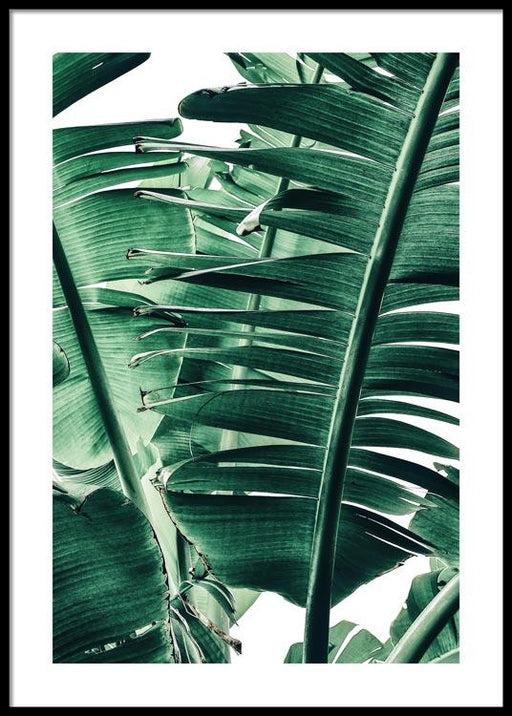 Banana Leaves No.2 Poster