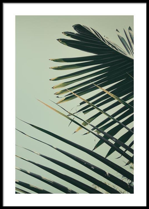 Palm Leaf No.2 Poster