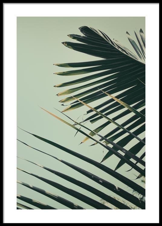 Palm Leaf No.2 Poster