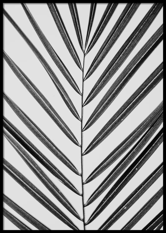 B&W Palm Leave Poster