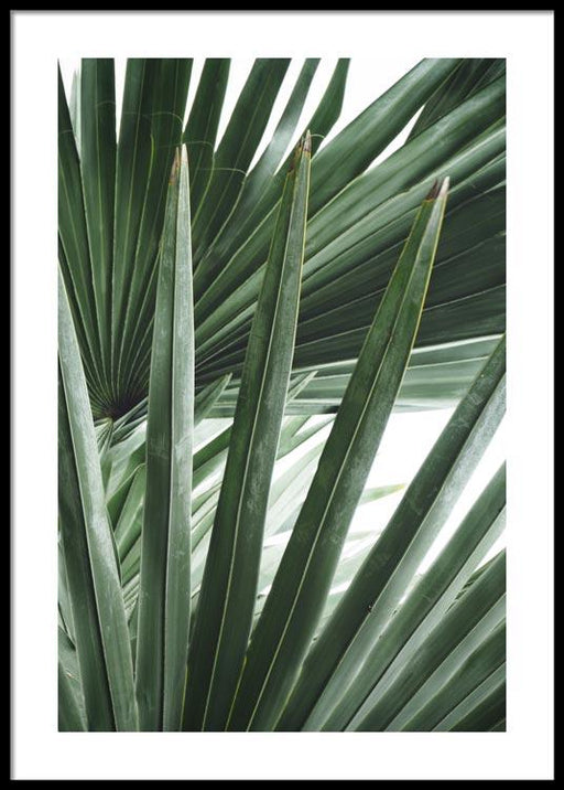 Bismarckia Leaves Poster