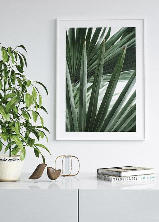 Bismarckia Leaves Poster