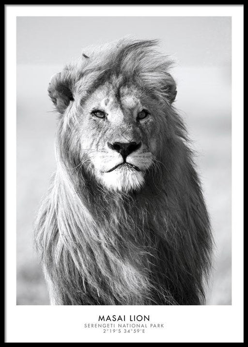 Lion Poster
