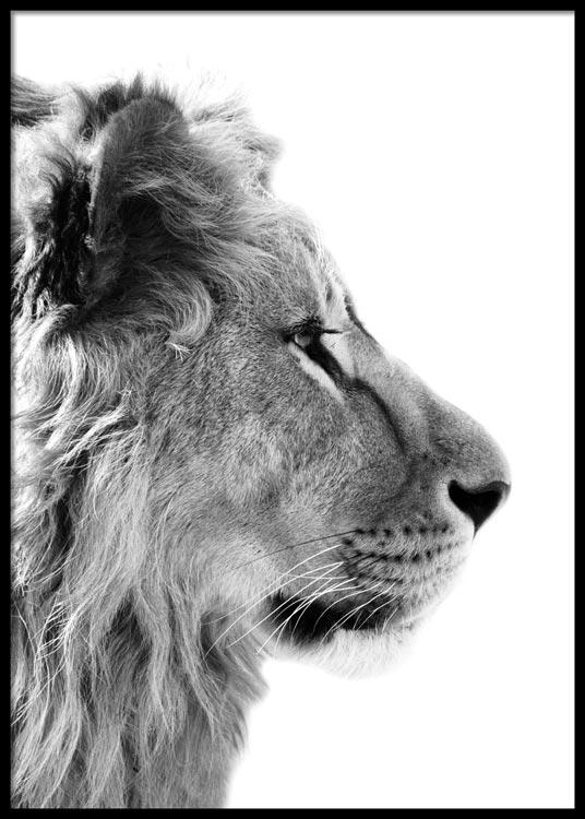 Lion Portrait Poster