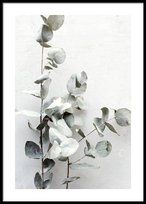 Brindilles d'Eucalyptus Affiche