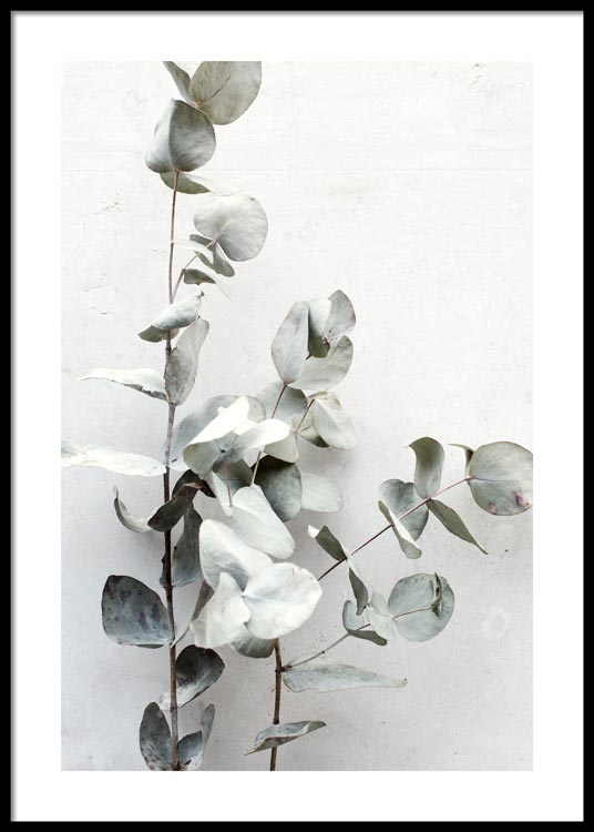 Eucalyptus Twigs Poster