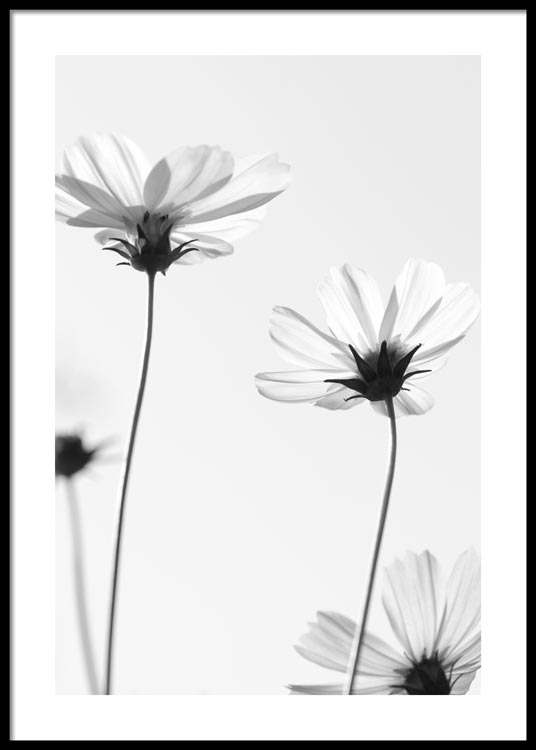 White Cosmos Flower Poster