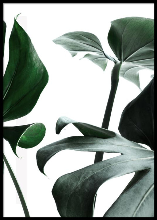 Monstera n°1 Affiche