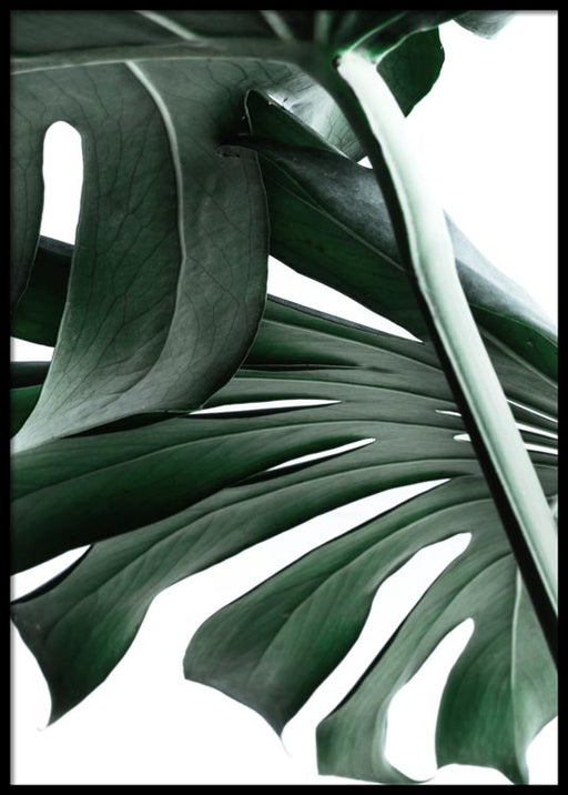 Monstera No2 Poster