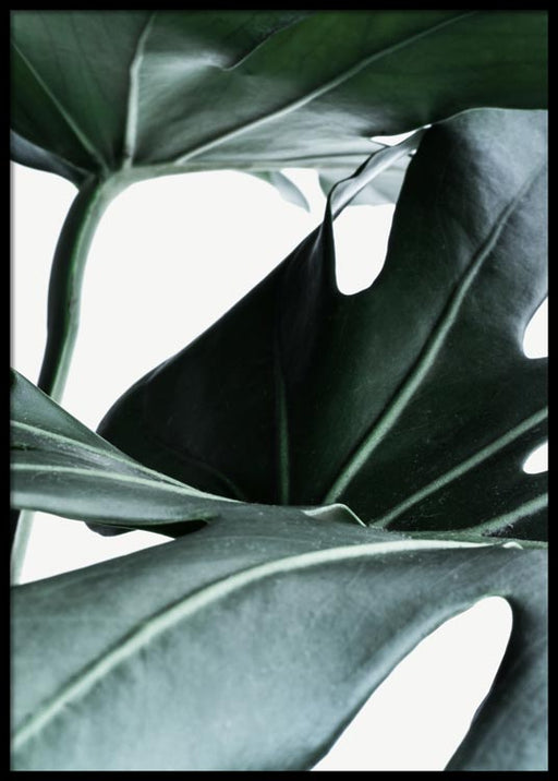 Monstera No3 Poster