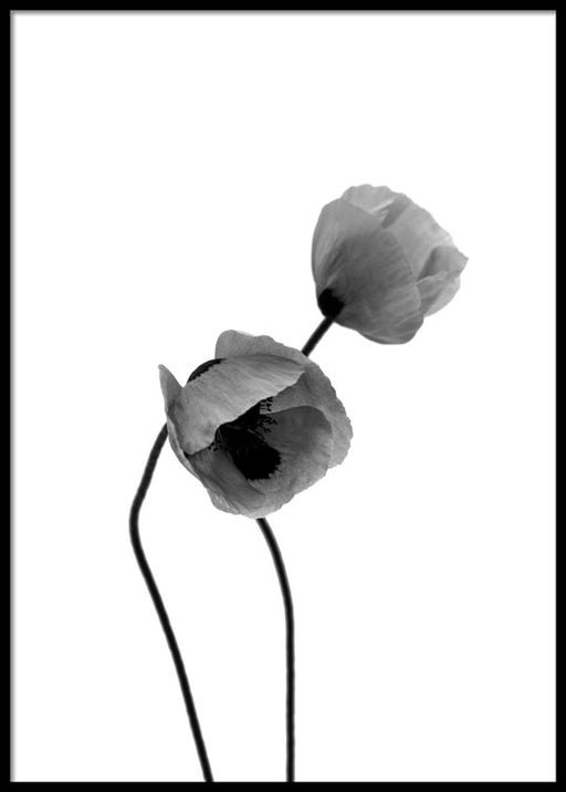 Fleurs de coquelicot gris Affiche