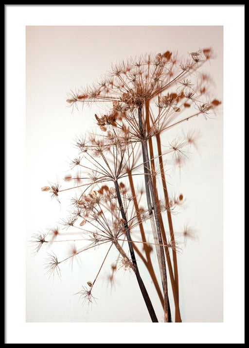 Fleurs séchées Affiche