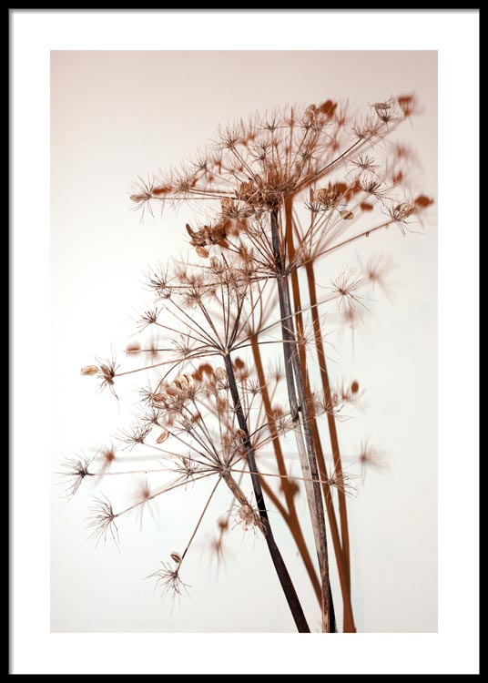Fleurs séchées Affiche