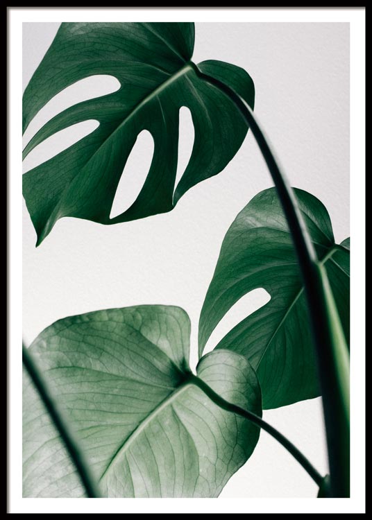 Monstera Leaves Poster