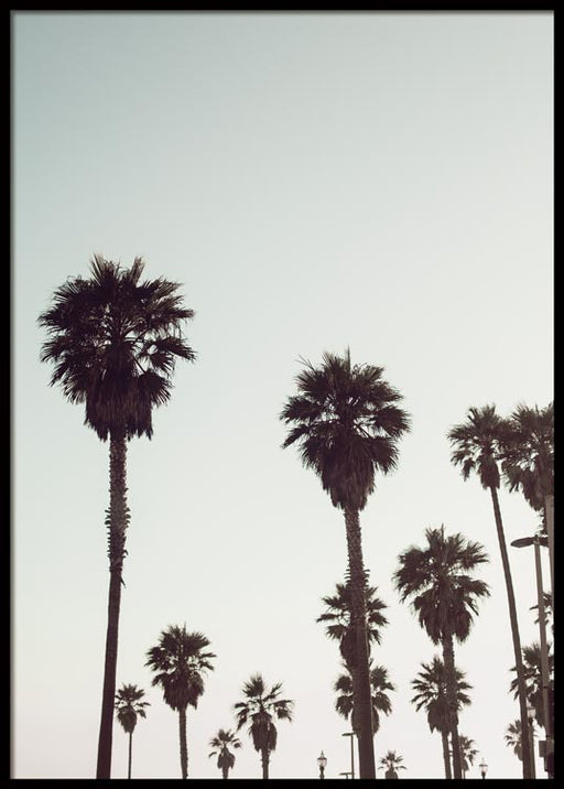 California Palm Trees No2 Poster