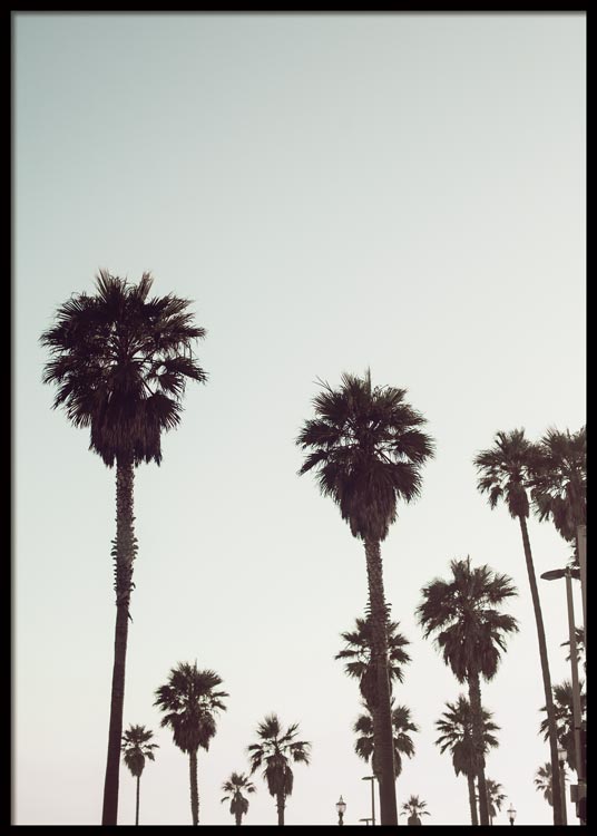 California Palm Trees No2 Poster