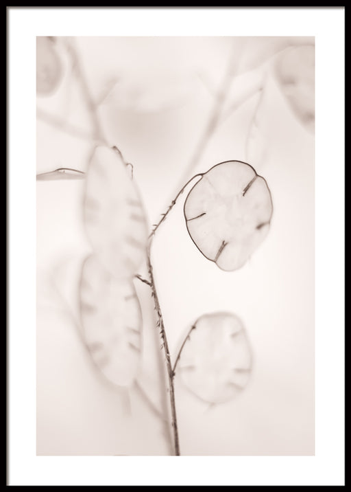 Honesty Plant Poster