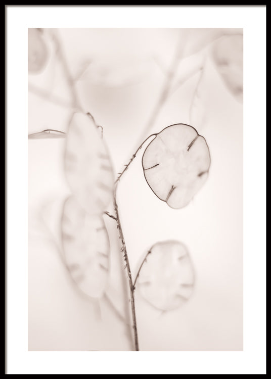 Honesty Plant Poster