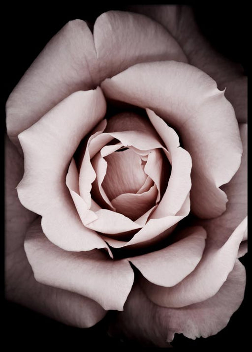 Rose fleurie Affiche