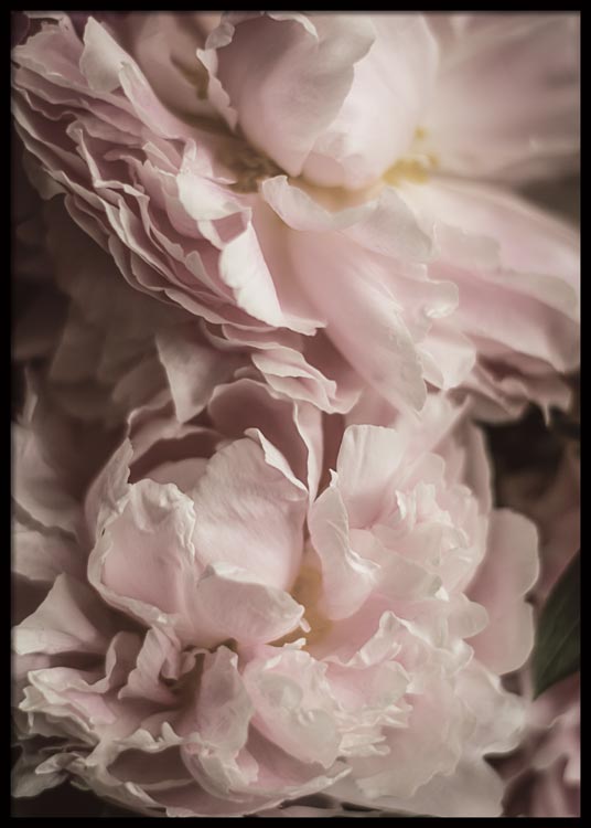 Two Peonies Poster