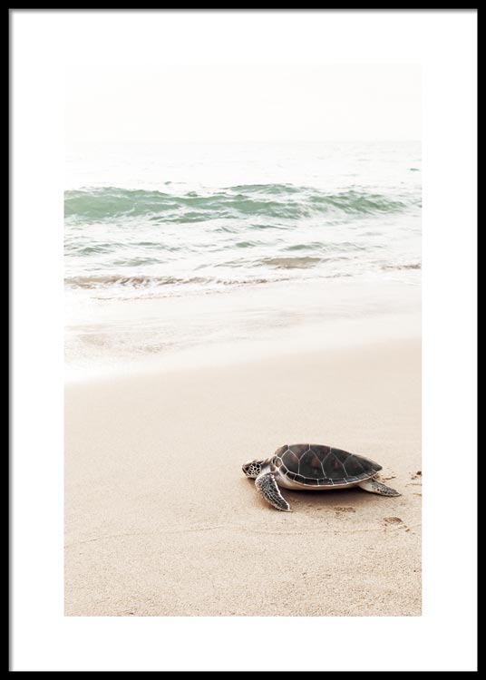 Schildkröte Poster