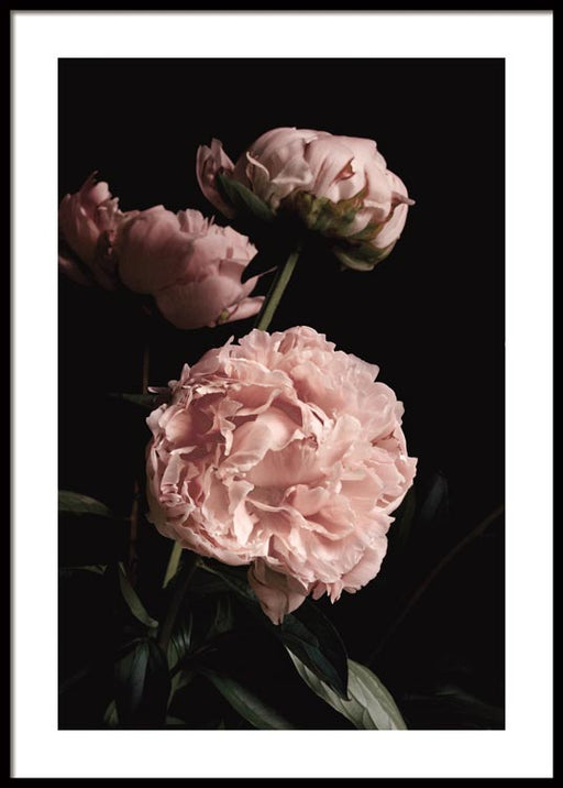 Fleur de pivoine Affiche