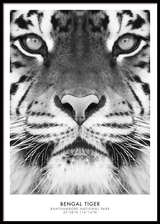 Bengal Tiger Poster