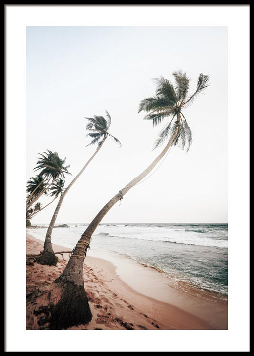 Palmiers du Sri Lanka Affiche