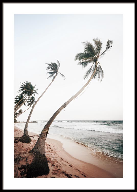 Sri Lanka Palms Poster