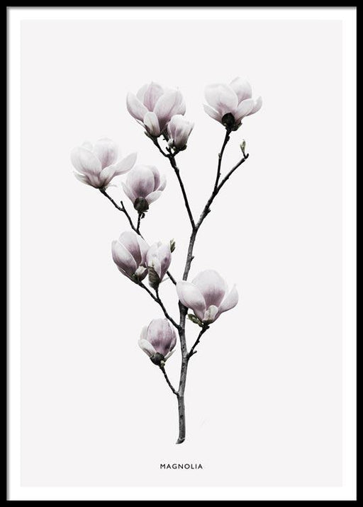 Magnolia Affiche