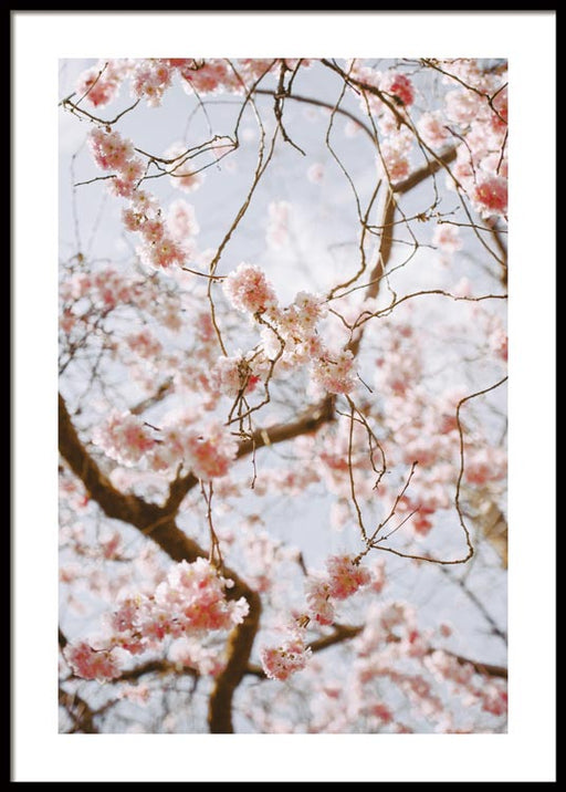 Fleur de Printemps n°1 Affiche