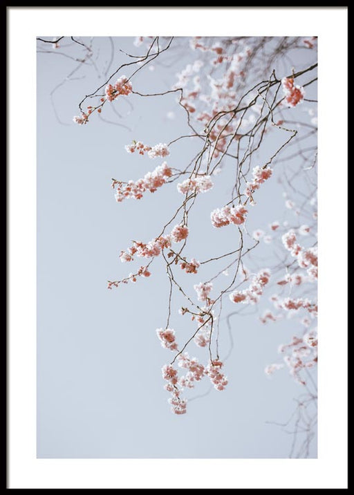 Fleur de Printemps n°2 Affiche