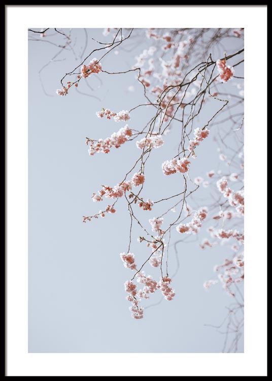 Kirschblüte No2 Poster