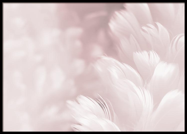 Pink Feathers Poster