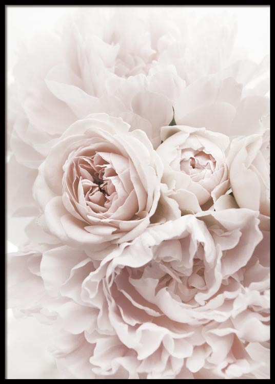 Pink Peonies Poster