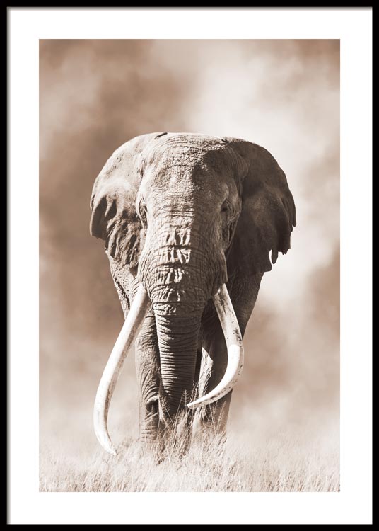 Affiche Eléphant noir et blanc