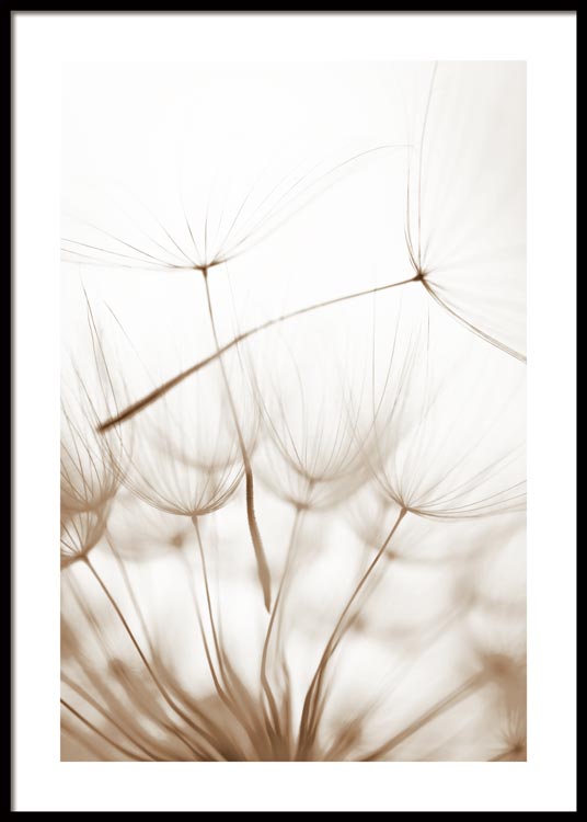Dandelion Seeds Poster