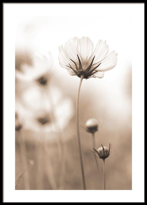 White Cosmos No1 Poster