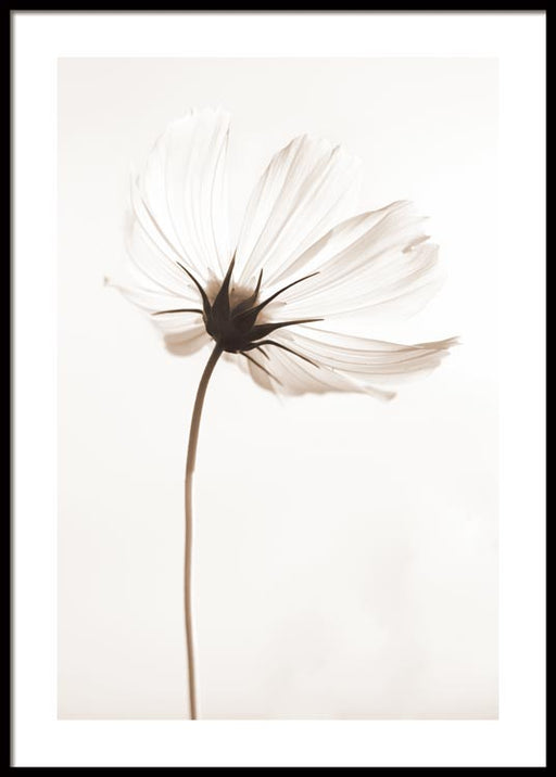 Cosmos blanc n°2 Affiche