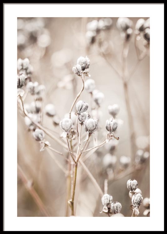 Autumn Flower Poster
