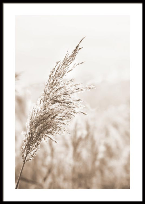 Roseaux beiges Affiche