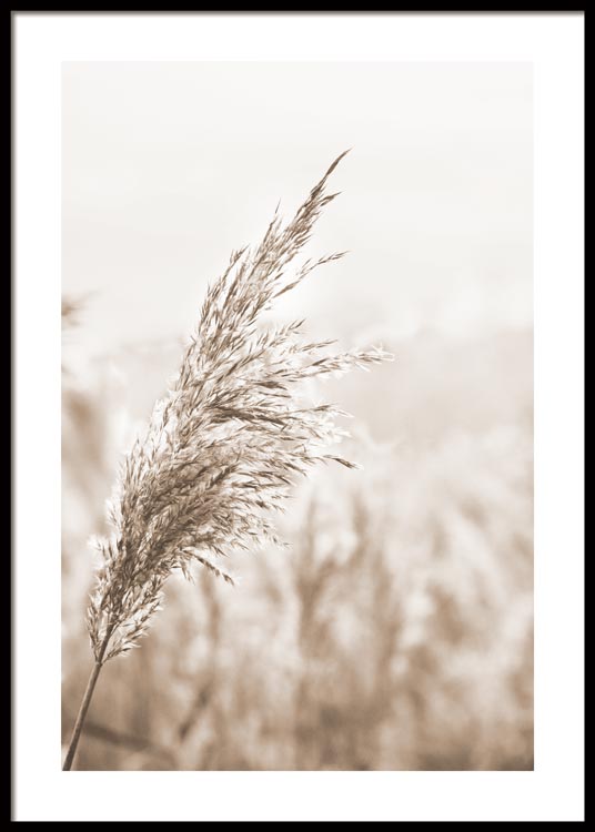 Beige Schilf Poster
