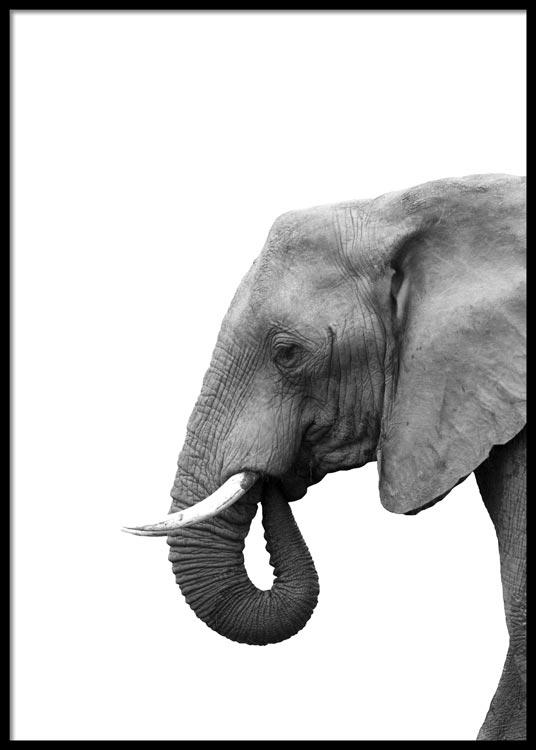 Elephant Portrait Poster