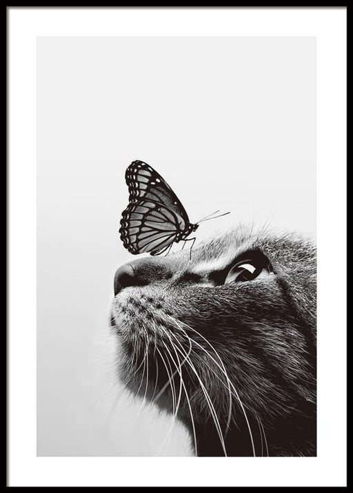 Katze und Schmetterling Poster