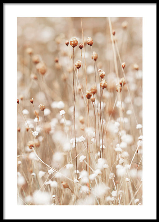 Dried Flower Buds Affiche