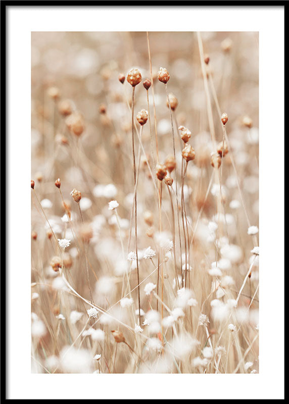 Dried Flower Buds Poster